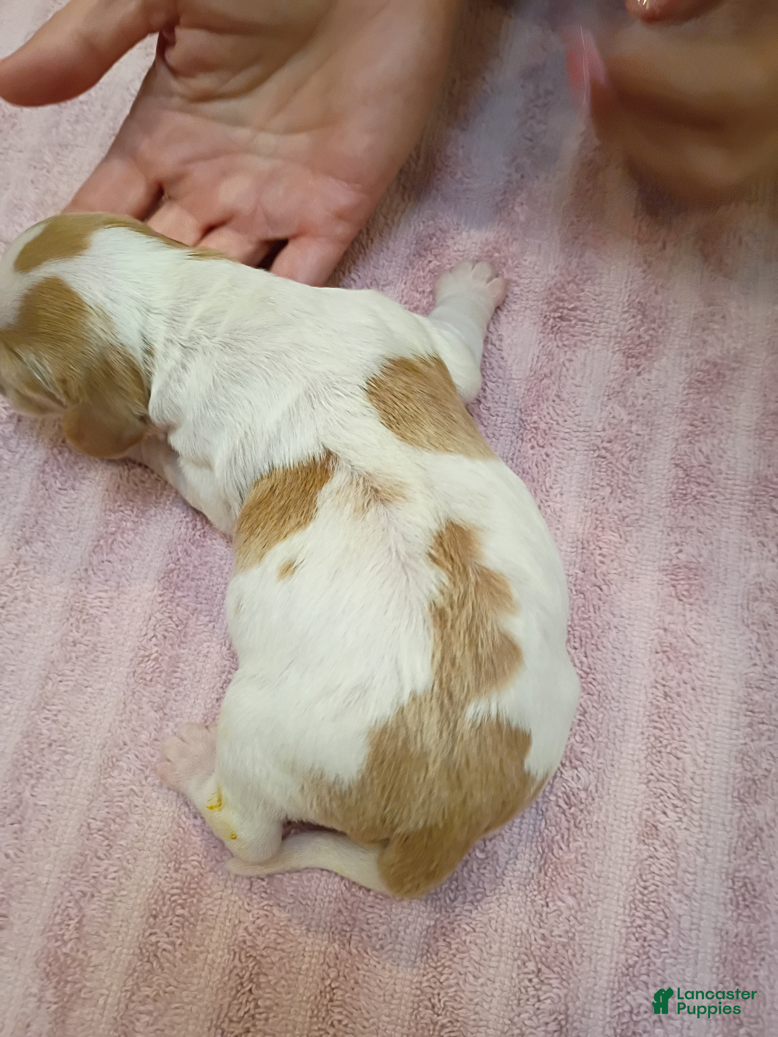 Brittany Spaniel dogs Brittany Spaniel 4 - Ad 1
