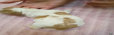 Brittany Spaniel 4