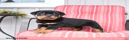 Rottweiler dogs for sale: Saber - Ad 2