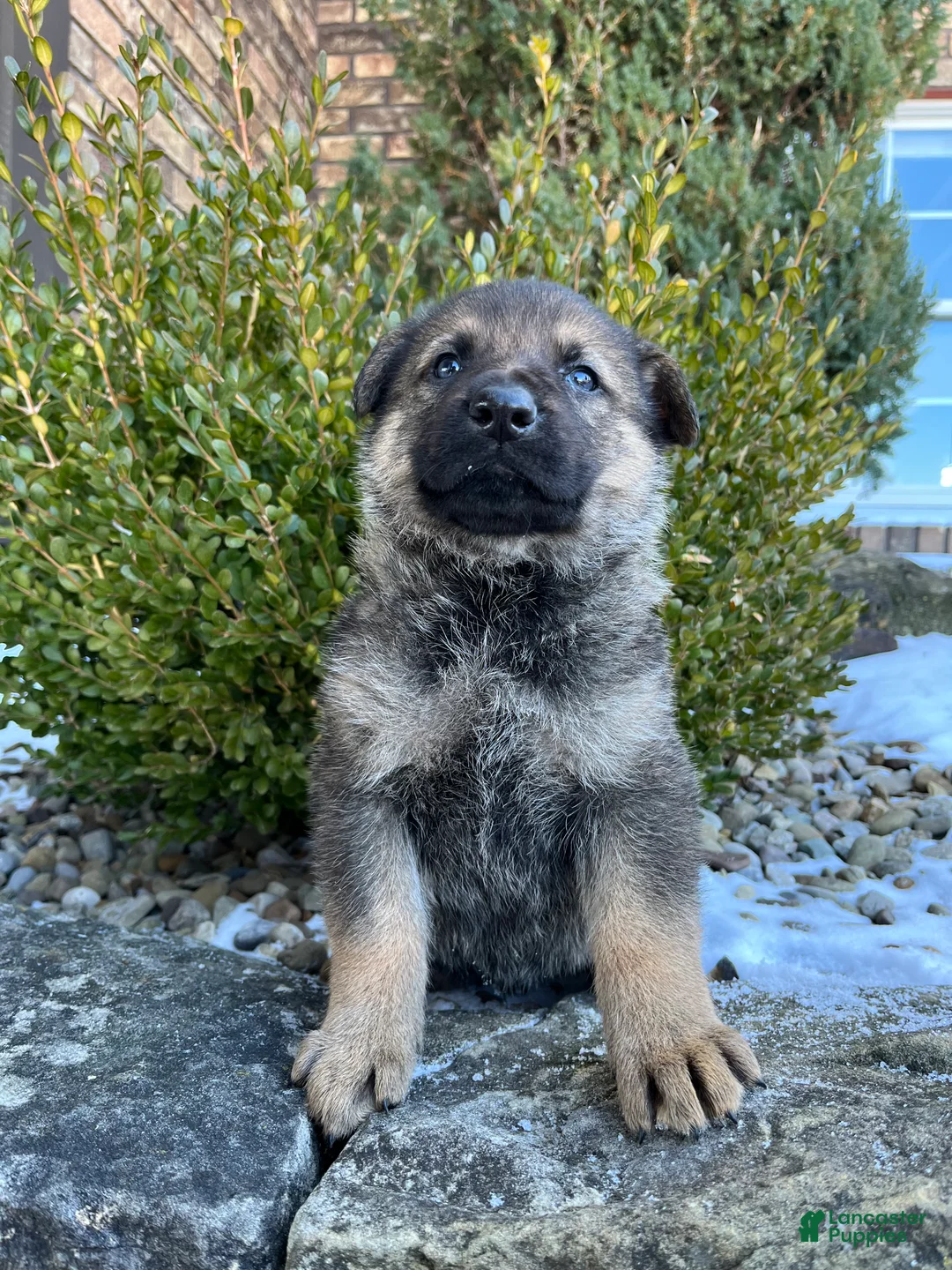 German Shepherd dogs for sale: Marlow - Ad 1