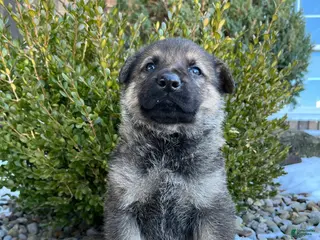 German Shepherd dogs Marlow - Ad 16