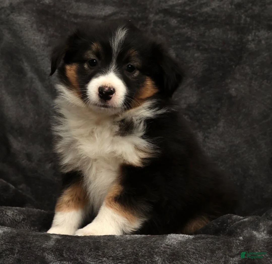 Miniature Australian Shepherd dogs for sale: Sasha - Ad 6