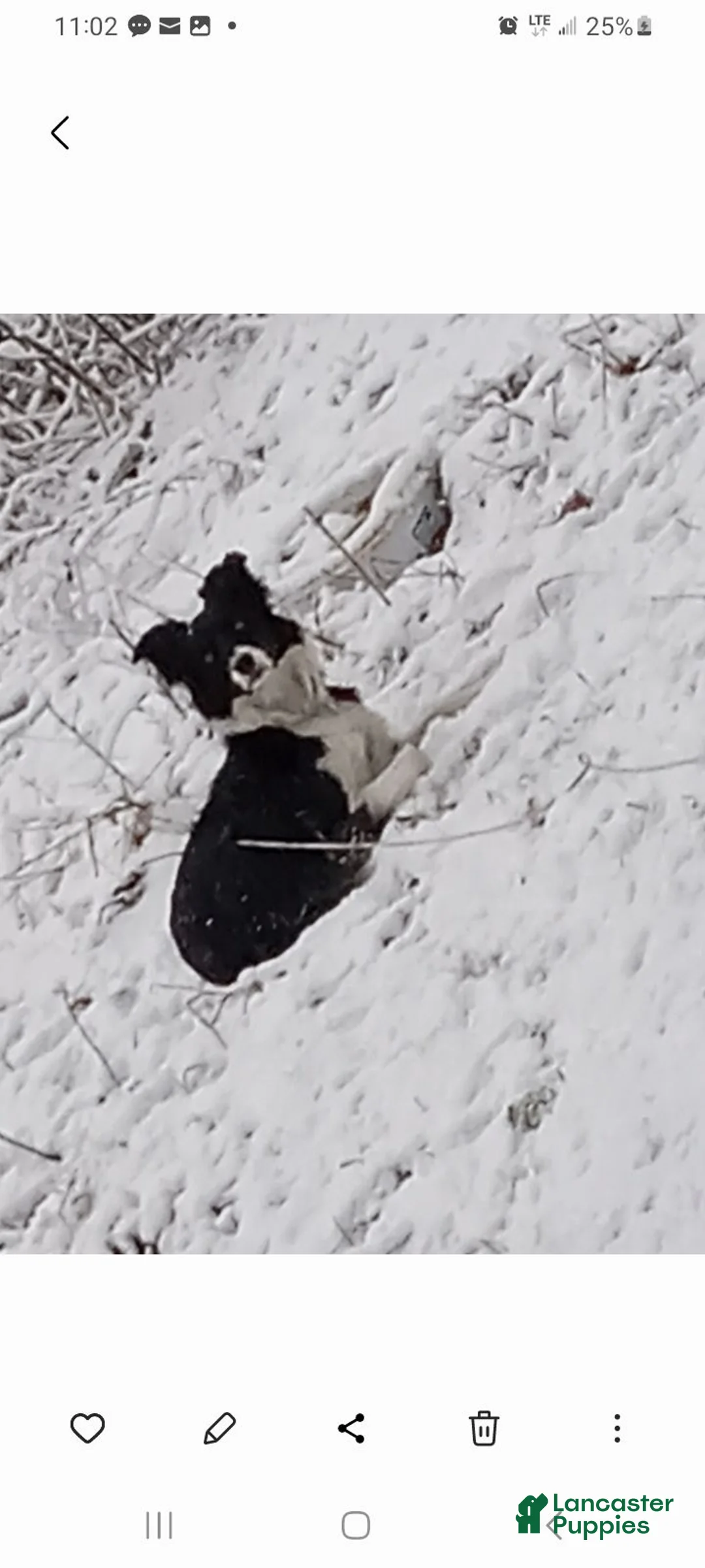 Mixed Breed dogs for sale: Shadow - Ad 5