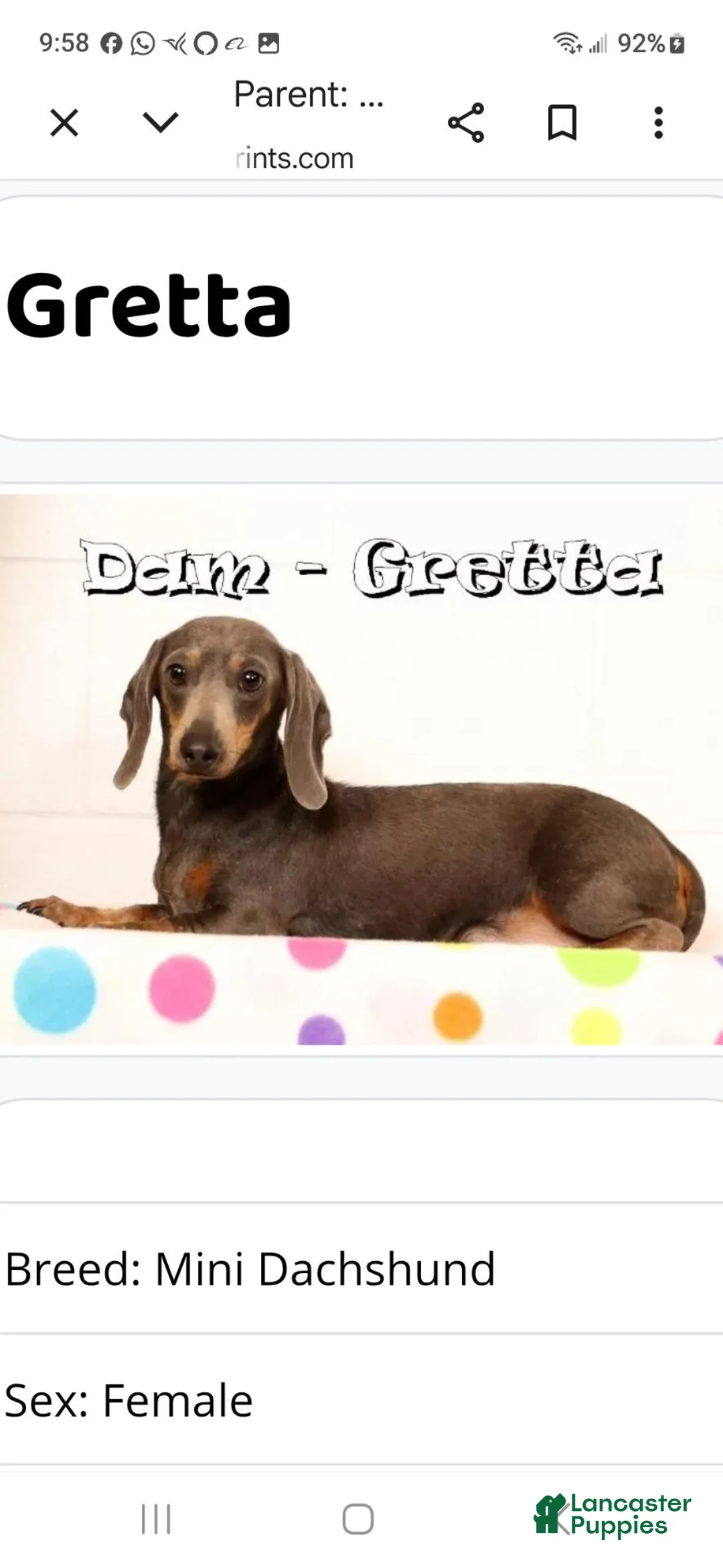 Miniature Dachshund dogs for sale: Echo - Ad 9