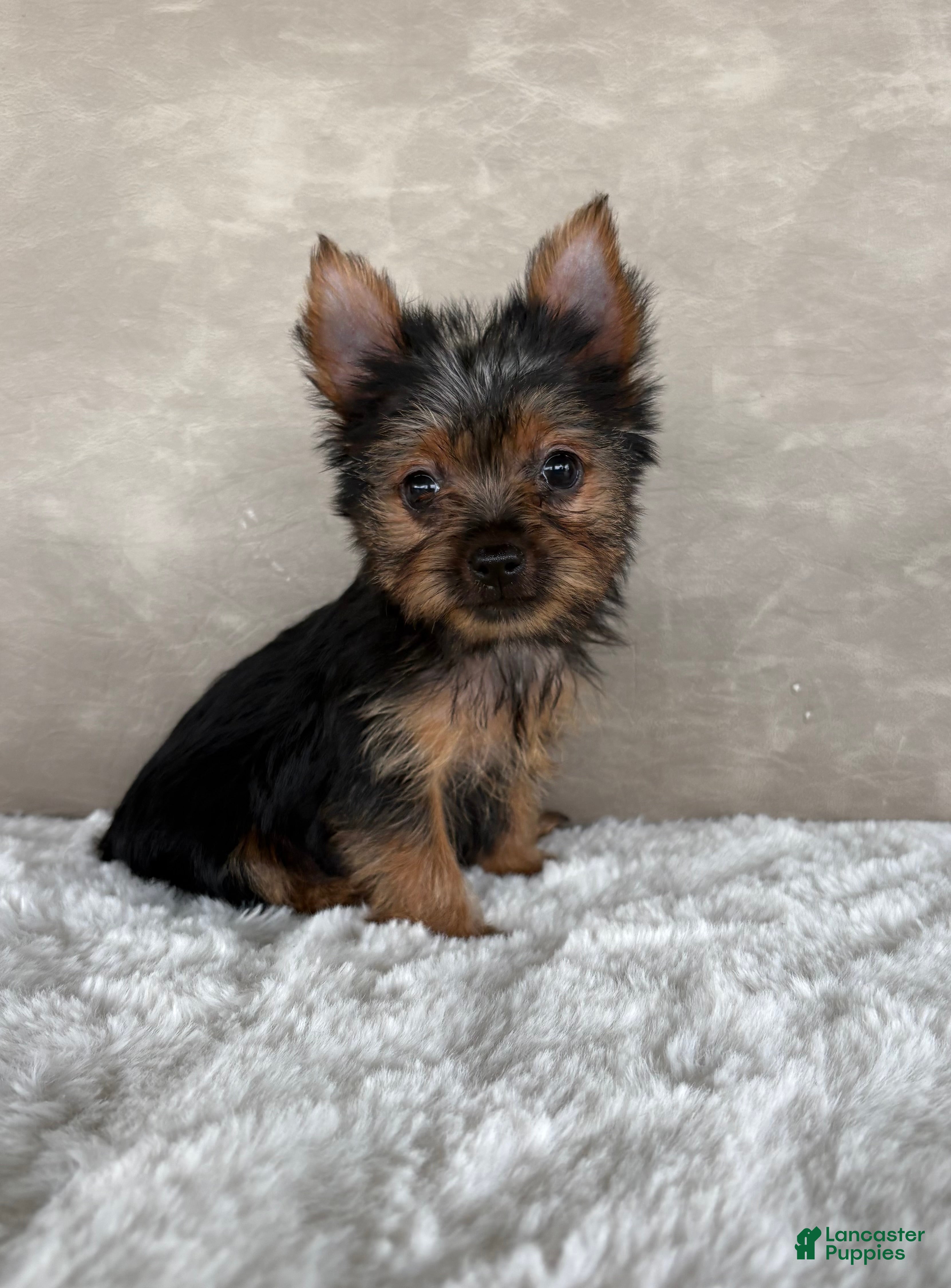 Yorkshire Terrier dogs Mia - Ad 2