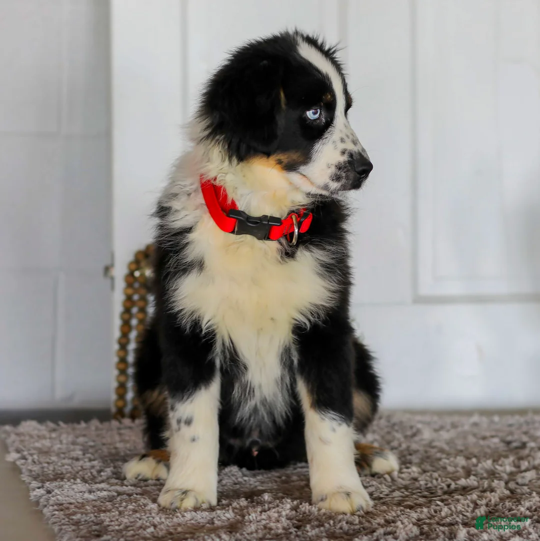 Australian Shepherd dogs for sale: Dustin - Ad 2