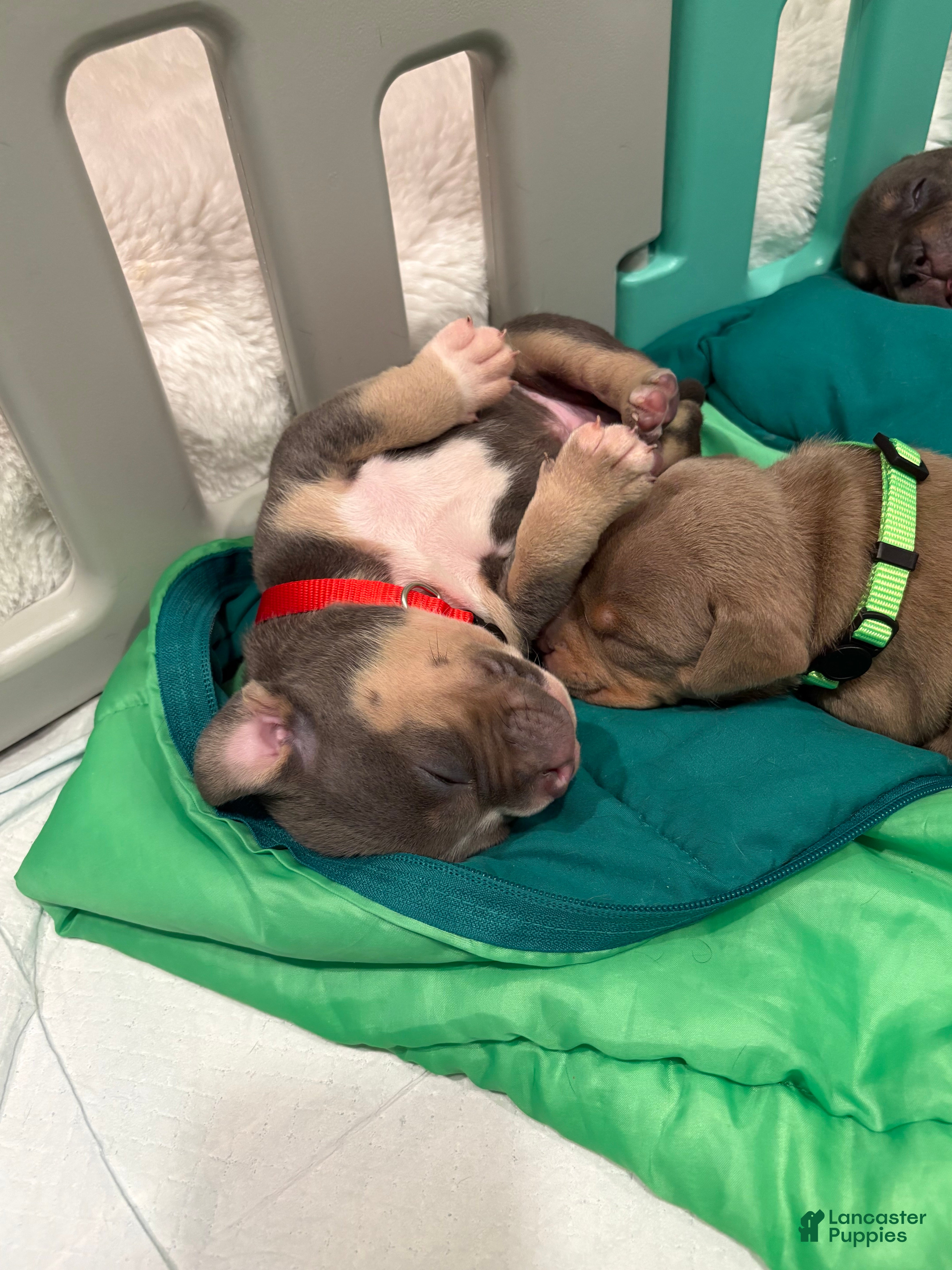 American Bully dogs American Bully Puppy 2 - Ad 8