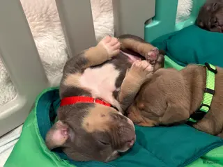 American Bully dogs American Bully Puppy 2 - Ad 8