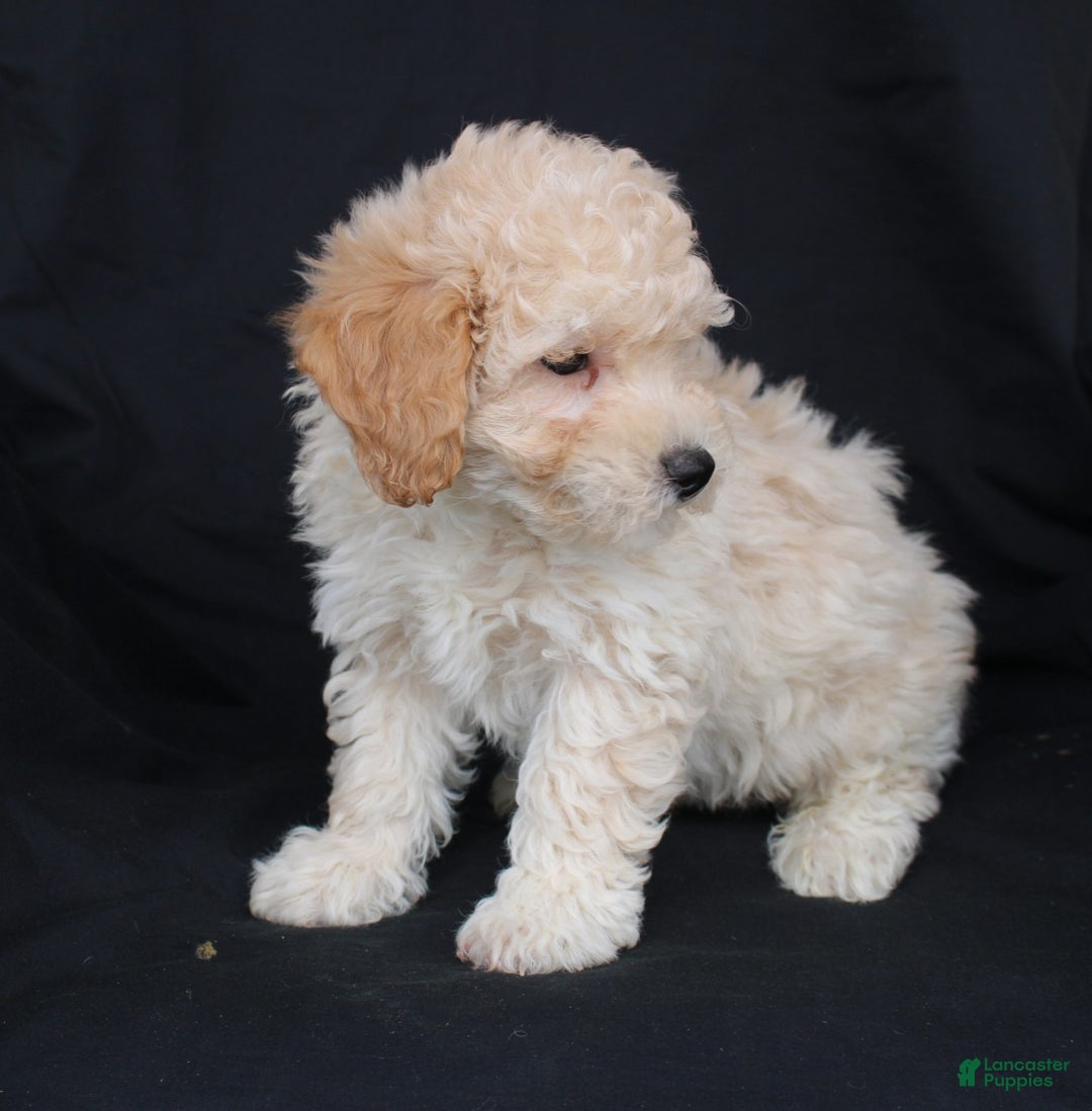 Bichpoo dogs for sale: Pluto - Ad 7