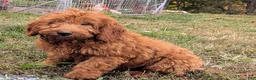 Miniature Labradoodle dogs for sale: Brady - Ad 3