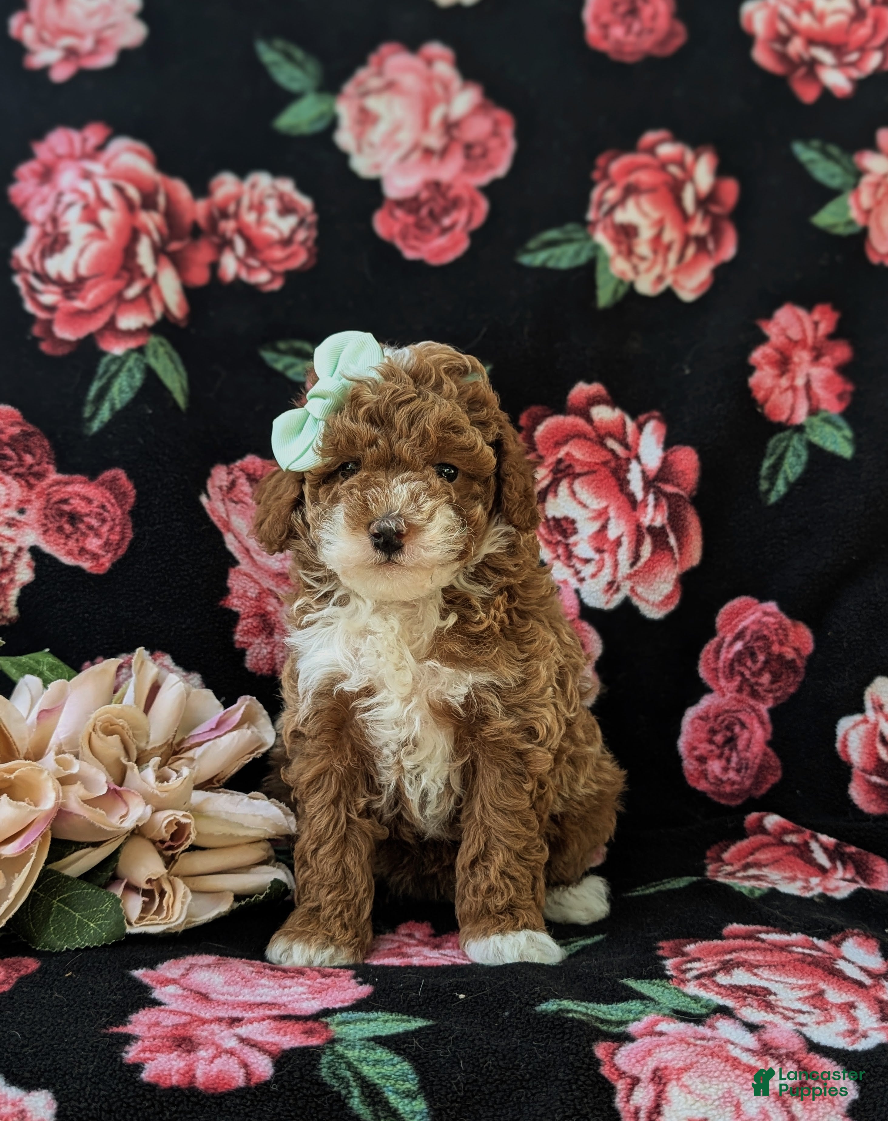 Miniature Poodle dogs Shannon - Ad 2