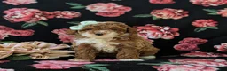 Miniature Poodle dogs for sale: Shannon - Ad 2