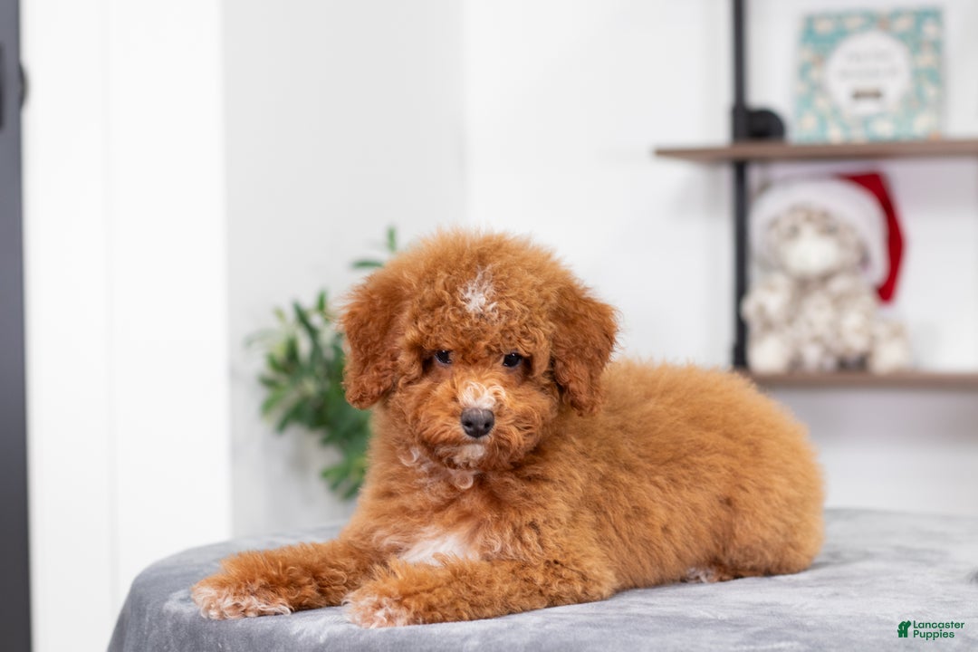 Miniature Poodle dogs for sale: Carmen - Ad 3