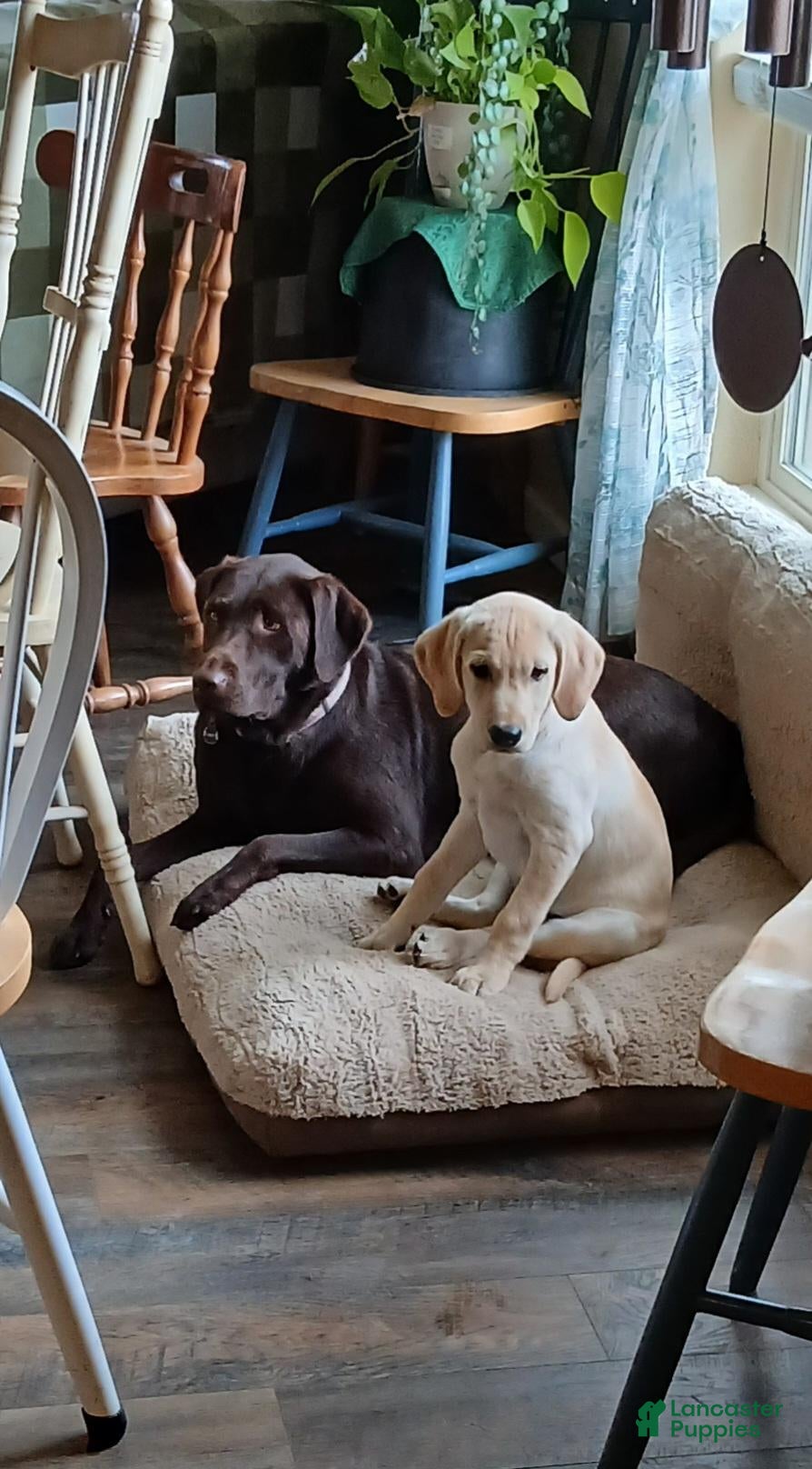 Labrador Retriever dogs Labrador Retriever Red collar - Ad 40