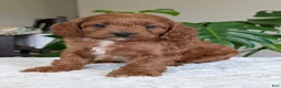 Cavapoo dogs for sale: Ellie - Ad 5