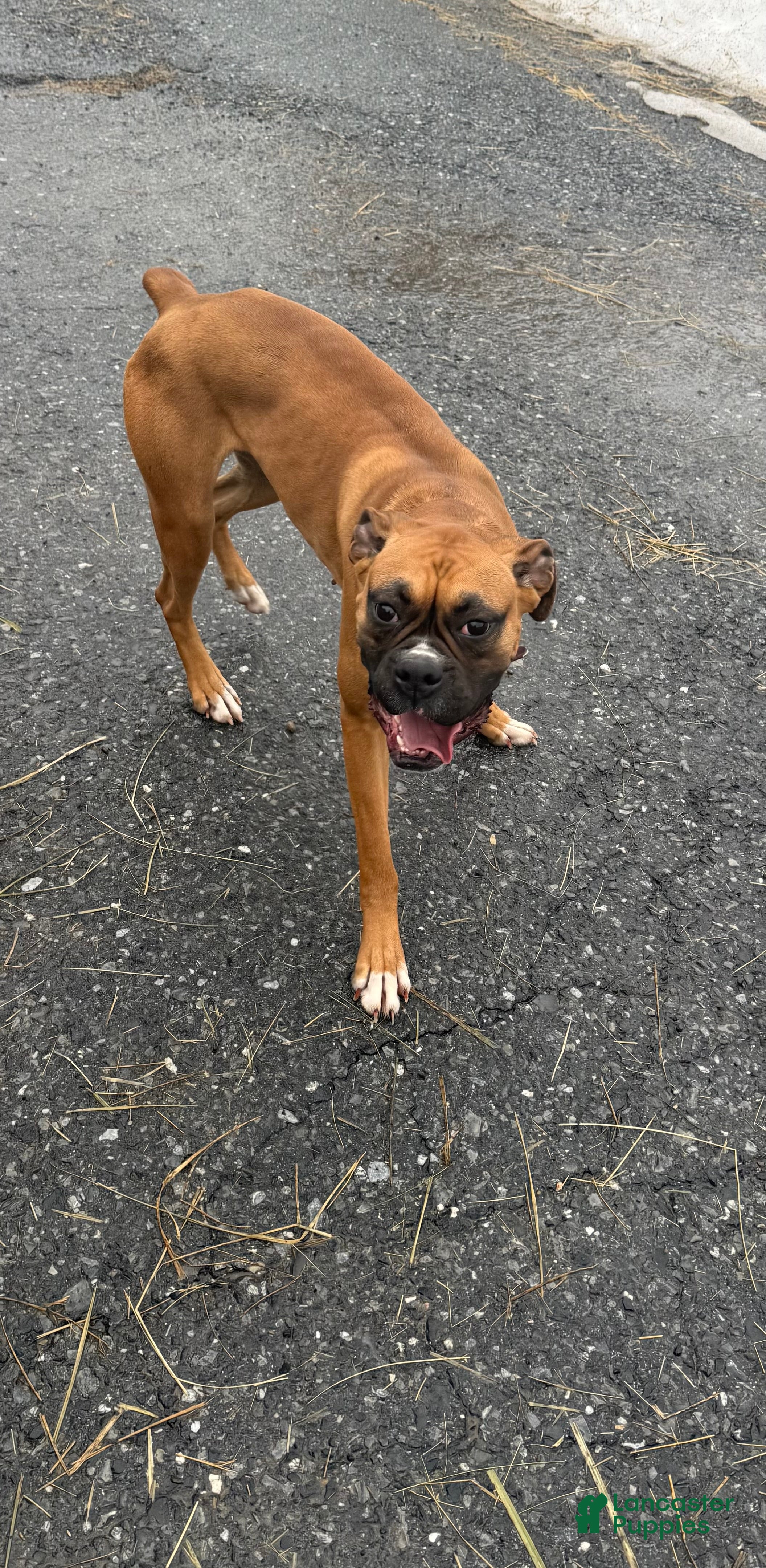 Boxer dogs Boxer Puppy 2- Bristol  - Ad 28