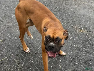 Boxer dogs Boxer Puppy 2- Bristol - Ad 24