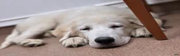 Great Pyrenees dogs for sale: Great Pyrenees Female aka Ginger - Ad 10