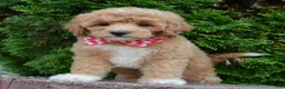 Cavapoo dogs for sale: Callie - Ad 10