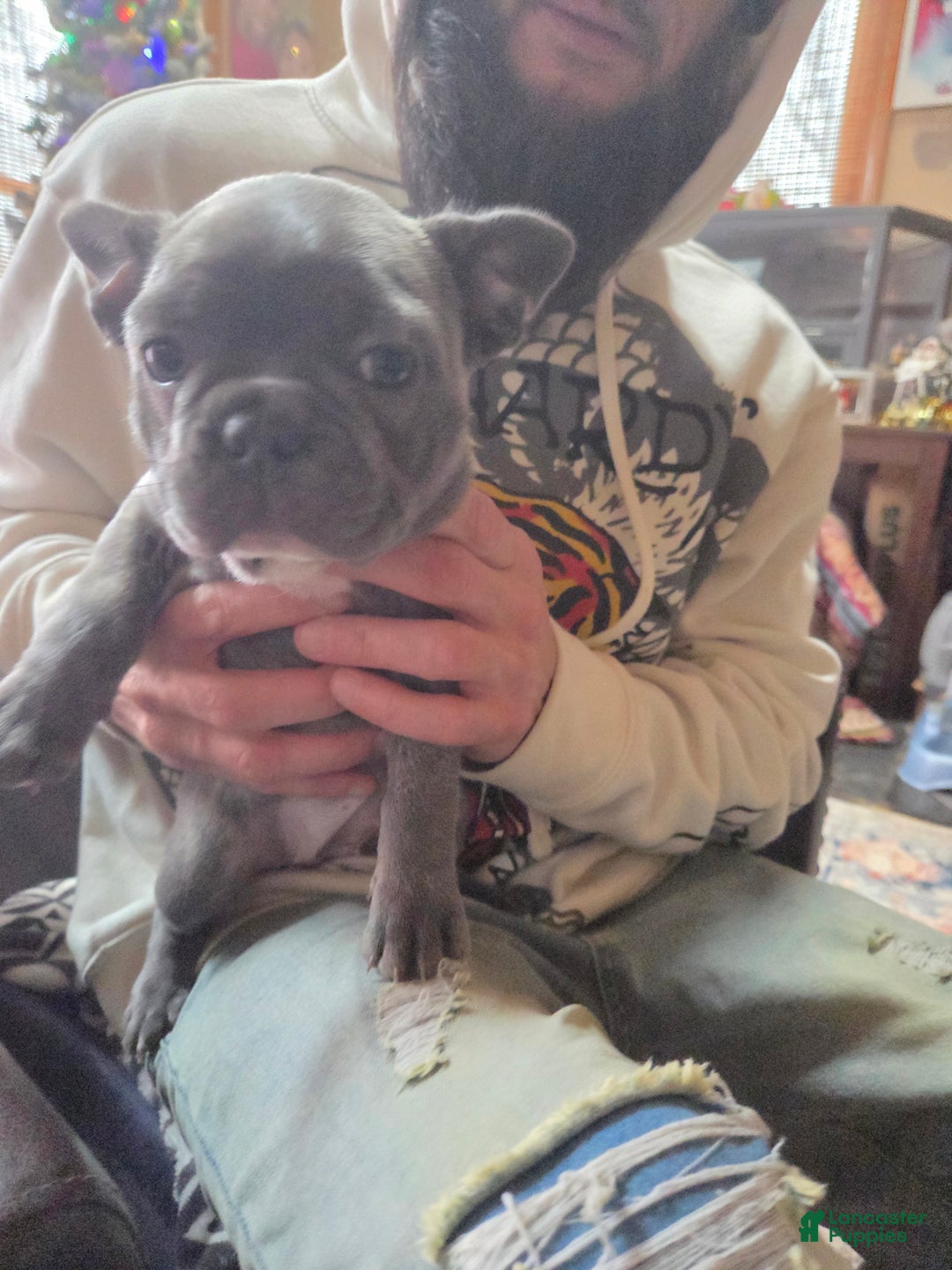 Frenchton dogs for sale: Frenchton Puppy 1 - Ad 5