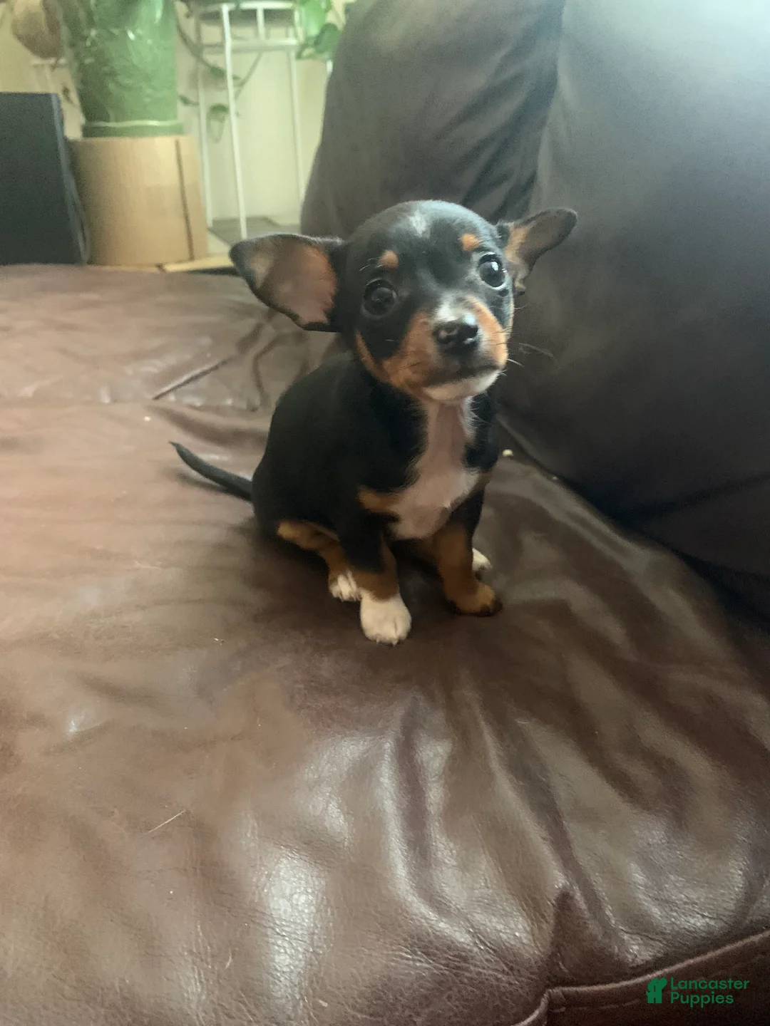 Chihuahua dogs for sale: Moyito - Ad 3