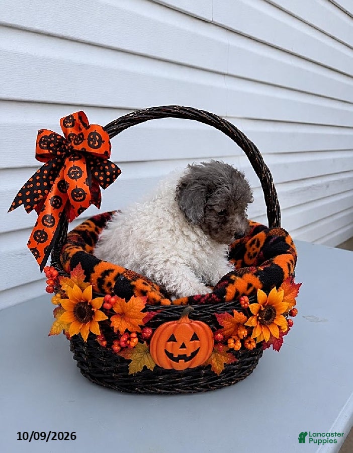 Betsy (Maltipoo, Female) in Berne, IN