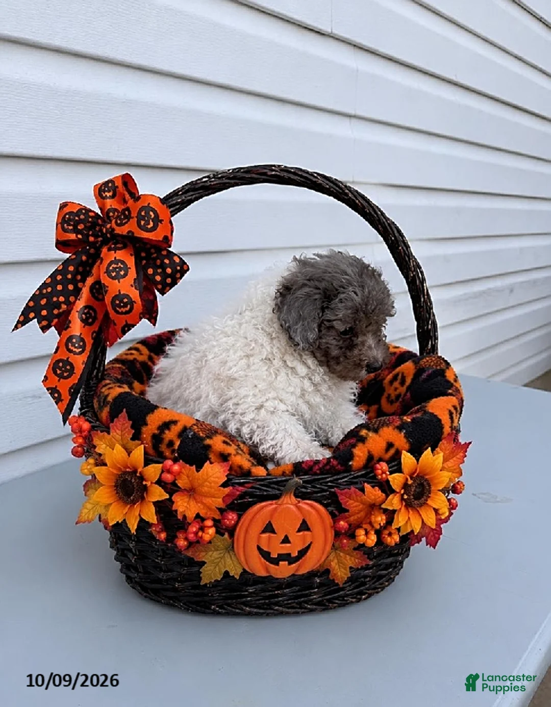 Maltipoo dogs for sale: Betsy - Ad 1