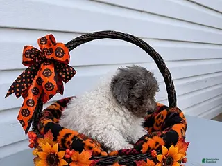 Maltipoo dogs Betsy - Ad 1
