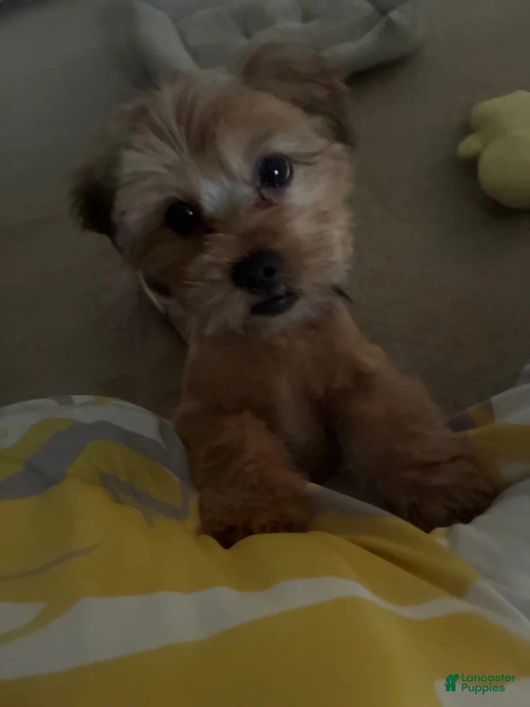 Shorkie dogs for sale: Benny - Ad 2