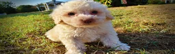 Havapoo dogs for sale: Leo-Sale!!! - Ad 9