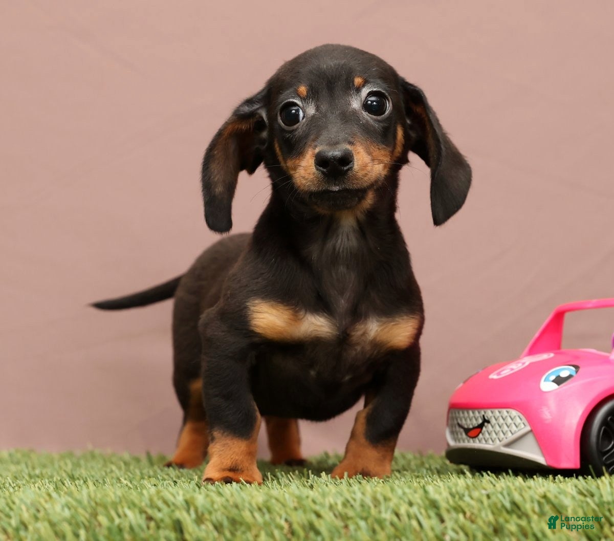 Miniature Dachshund dogs Quincy - Ad 15
