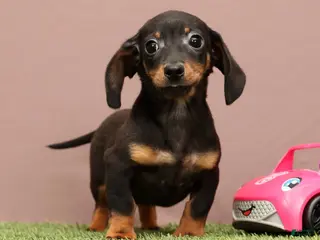 Miniature Dachshund dogs Quincy - Ad 15