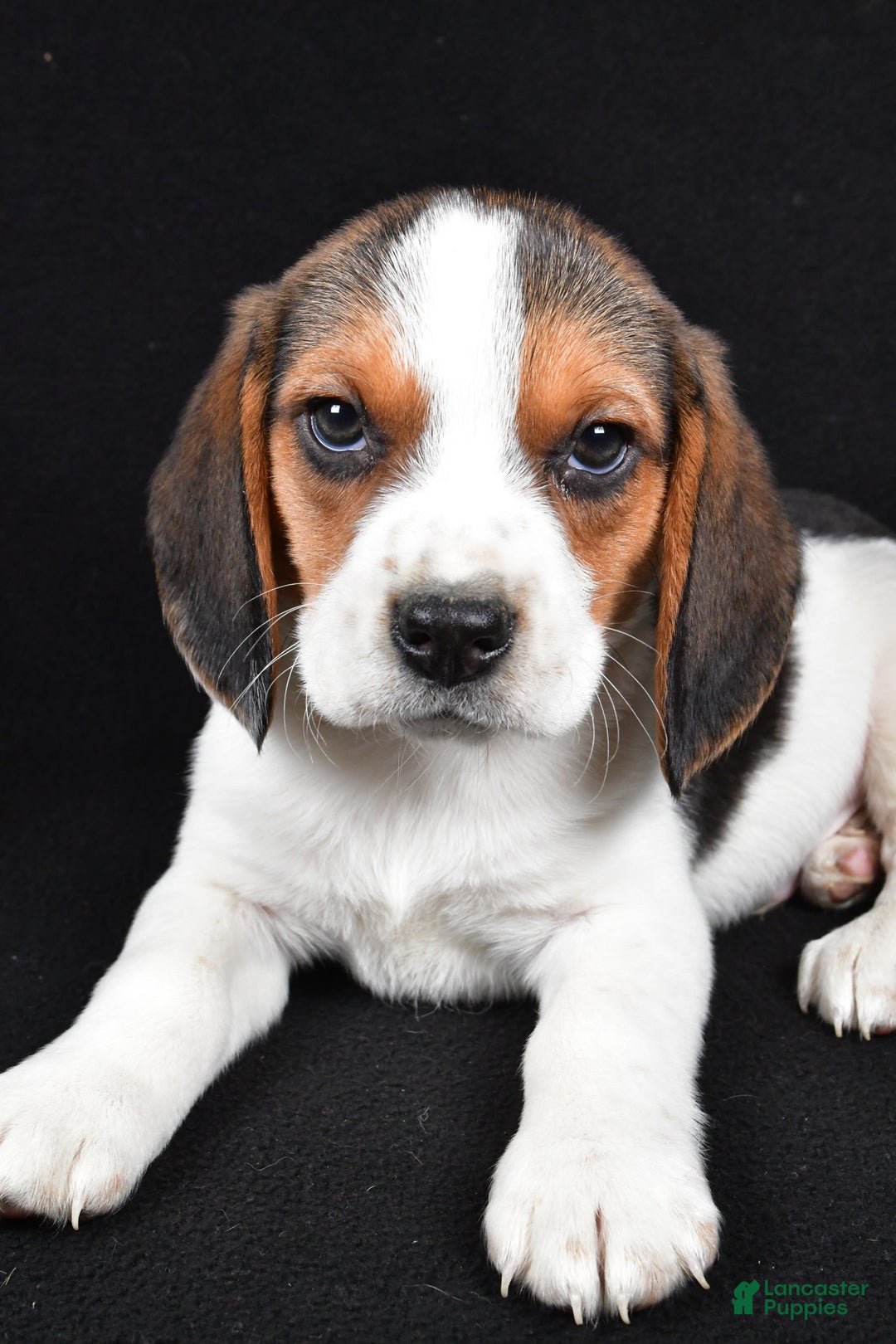 Beagle dogs for sale: Ace - Ad 3