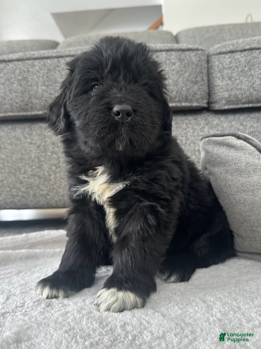 Newfoundland dogs for sale: AKC,OFA,CH, “ Jax”  - Ad 3