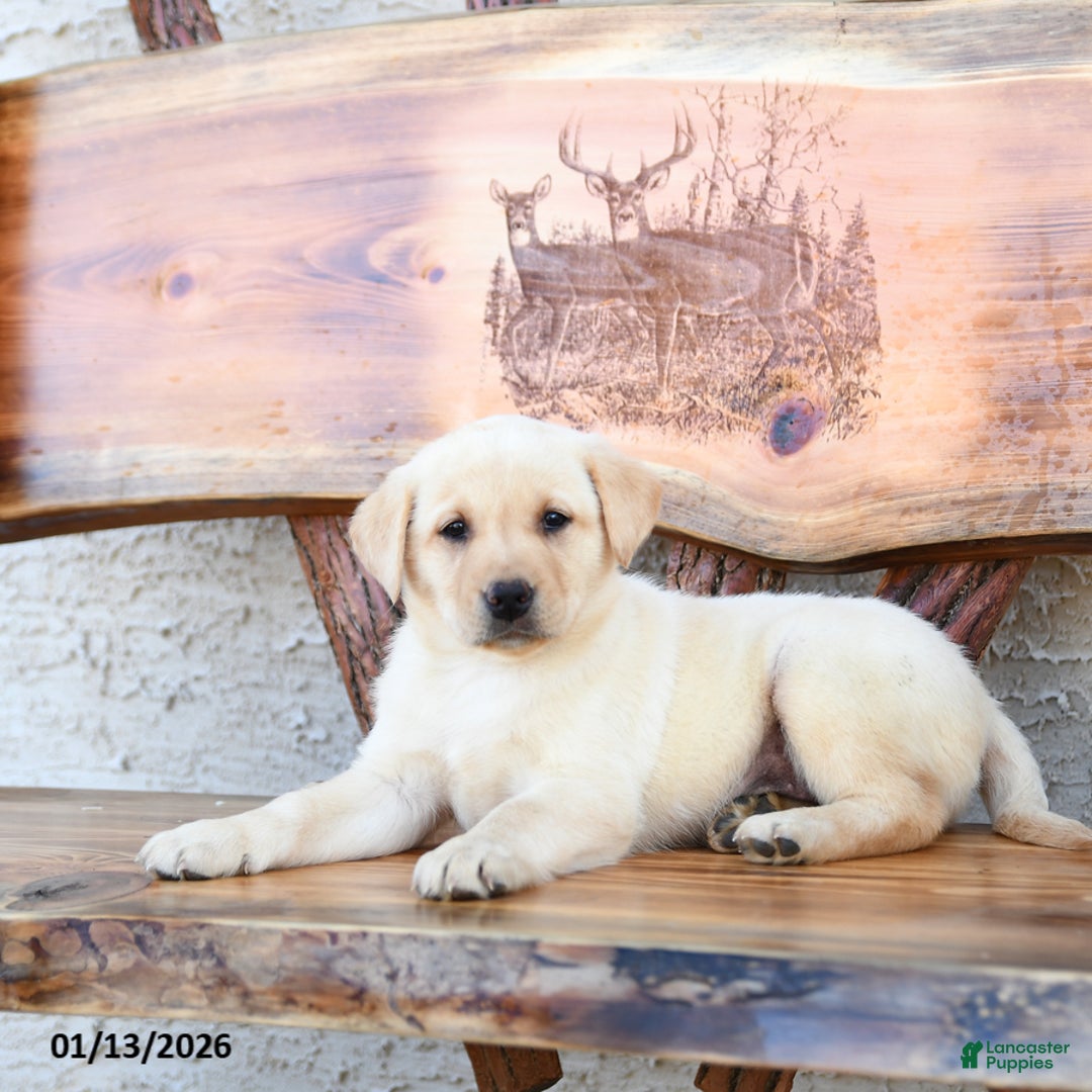 Labrador Retriever dogs for sale: Zinnia - Ad 5
