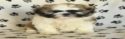 Shih Tzu dogs for sale: Quincy - Ad 3