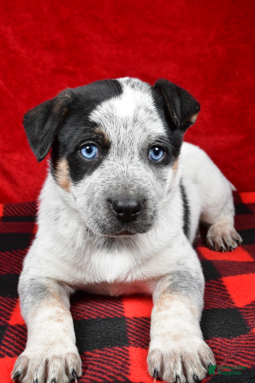 Australian Cattle Dog dogs for sale: Diesel - Ad 3