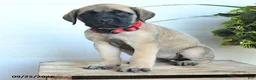 English Mastiff dogs for sale: Lynette - Ad 2