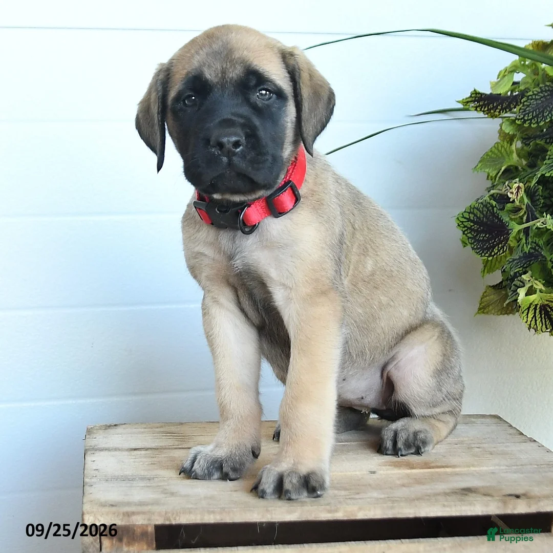 English Mastiff dogs for sale: Lynette - Ad 2