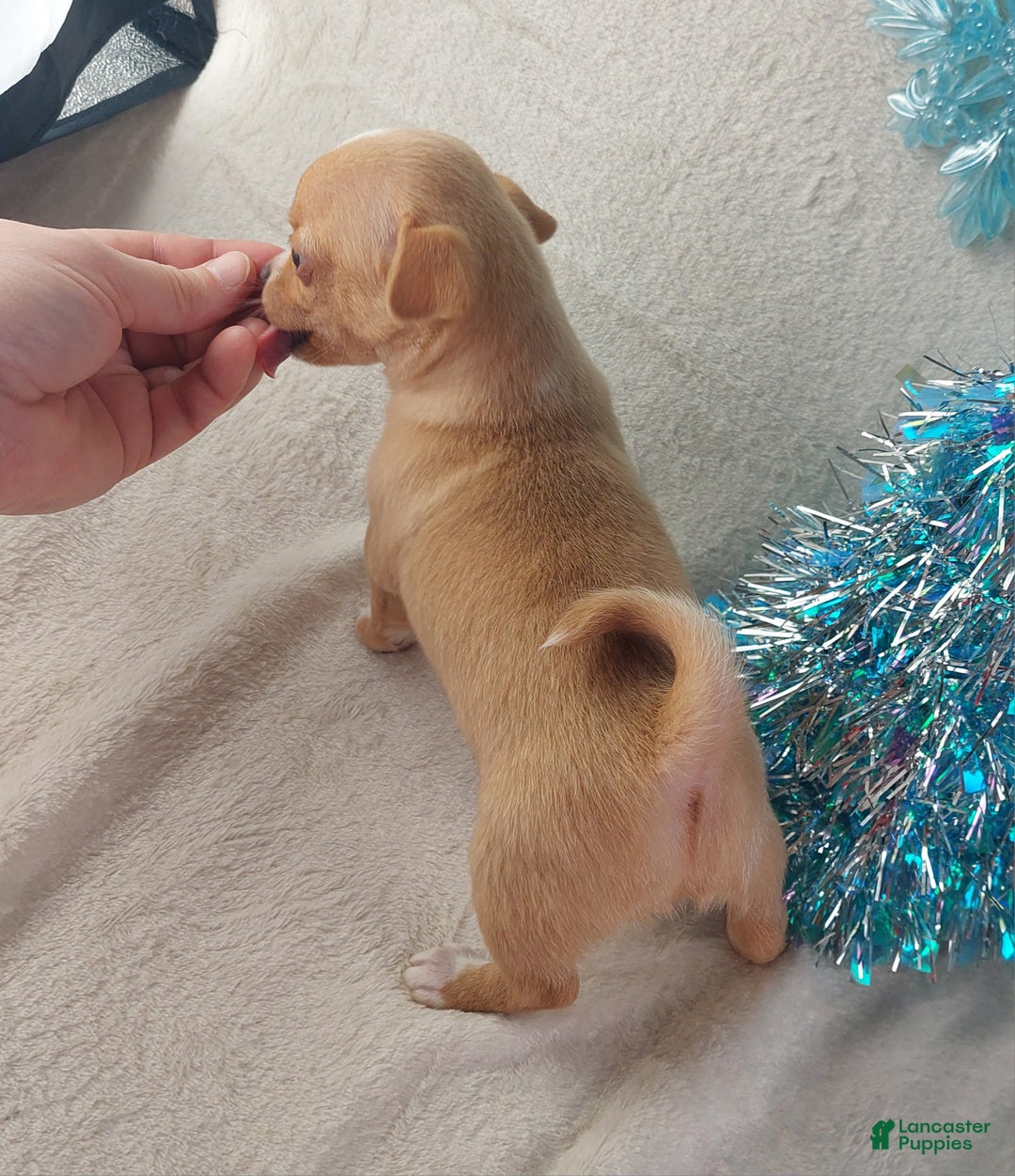 Chihuahua dogs for sale: Linus - Ad 7