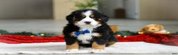 Bernese Mountain Dog dogs for sale: Kody - Ad 2