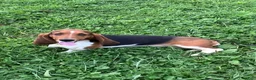 Basset Hound dogs for sale: Arnold - Ad 11