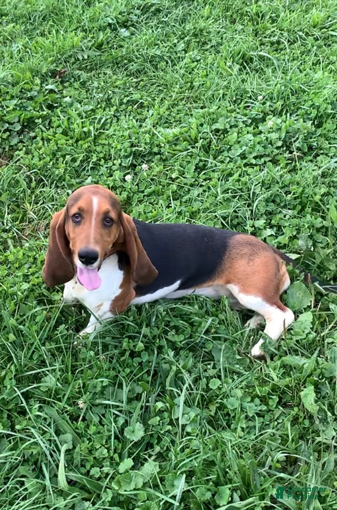 Basset Hound dogs for sale: Arnold - Ad 11