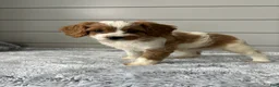 Cavapoo dogs for sale: Sky - Ad 6