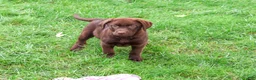 Labrador Retriever dogs for sale: Meredith - Ad 2