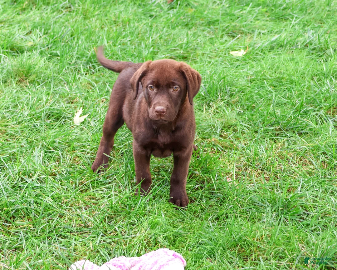 Labrador Retriever dogs for sale: Meredith - Ad 2