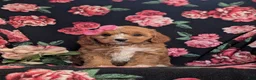 Cavapoo dogs for sale: Christi - Ad 2