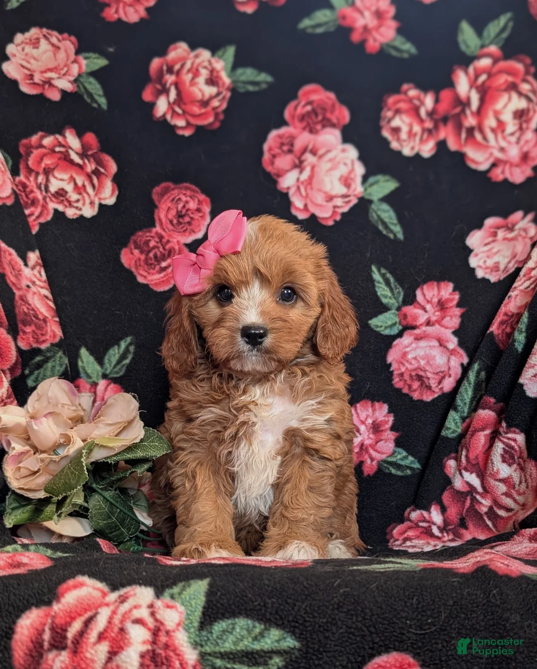 Cavapoo dogs for sale: Christi - Ad 2