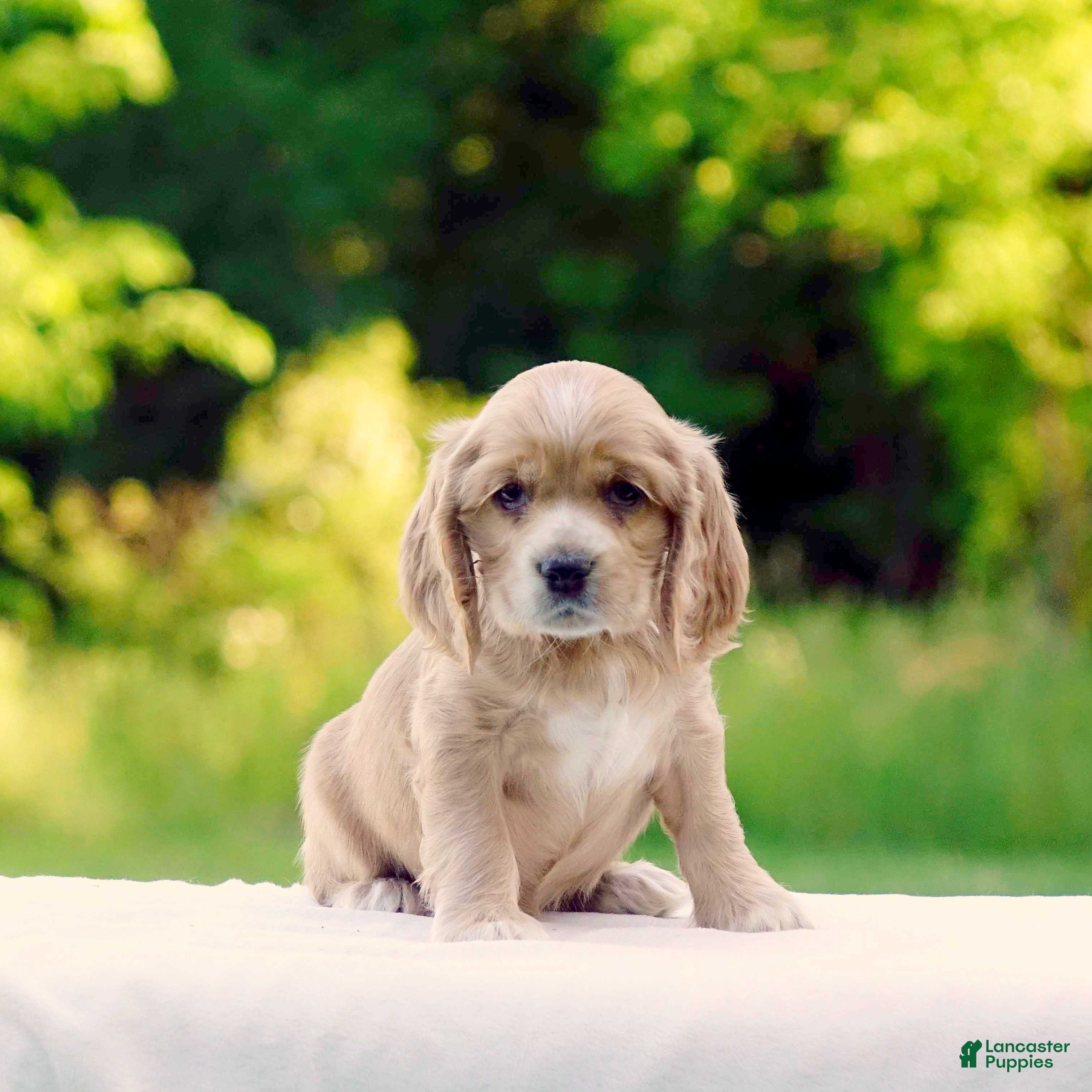 Cocker Spaniel dogs Tiffany - Ad 2