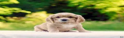 Cocker Spaniel dogs for sale: Tiffany - Ad 2